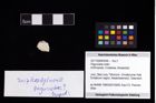 Foto (Objekt + Etikett) von Paguroidea indet.  (NHMW-GEO-2017-0089-0048)